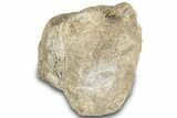 Fossil Iguonodontian Dinosaur (Tenontosaurus) Vertebra - Montana #322092-1